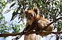 1 Day Puffing Billy, Kangaroos, Koalas and Penguins Tour