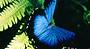 2 Day Reef & Rainforest Package